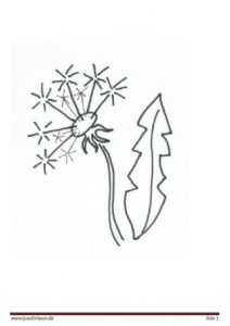 Mælkebøtte motiv til blomsterbilleder og malebog.