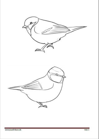 Maleside med blåmejse til undervisningen i temaet fugle.