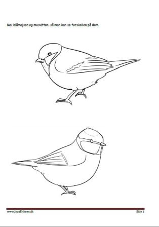 Maleside med blåmejse og musvit til undervisningen i temaet fugle.