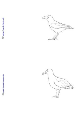 A6 kort du selv kan male eller farve til temaet Fugle