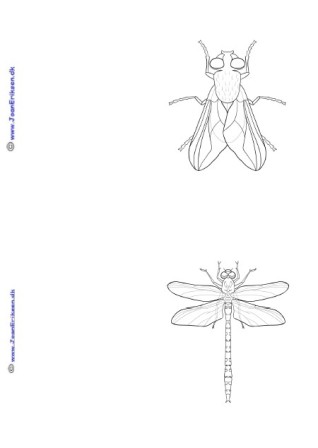 A6 kort der kan males eller farvelægges. Undervisning i temaet Insekter.