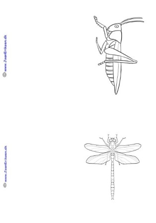 A6 kort der kan males eller farvelægges. Undervisning i temaet Insekter.