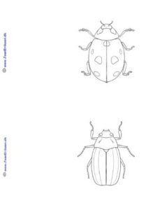 A6 kort der kan males eller farvelægges. Undervisning i temaet Insekter.