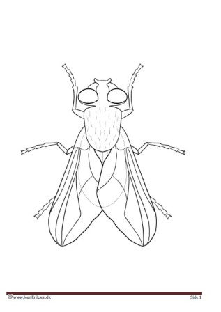 Maleside til undervisningen i temaet insekter.