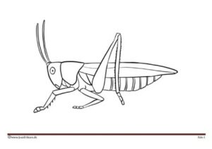 Maleside til undervisningen i temaet insekter.