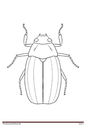 Maleside til undervisningen i temaet insekter.