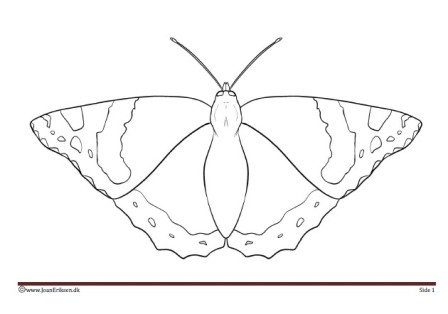 Maleside til undervisningen i temaet insekter.