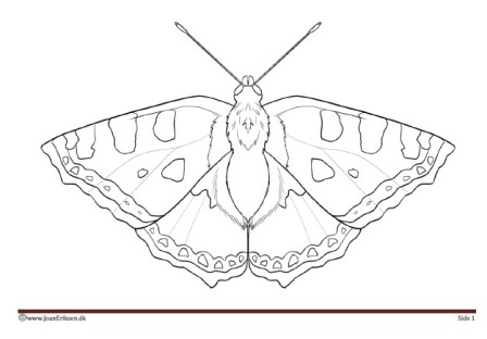 Maleside til undervisningen i temaet insekter.