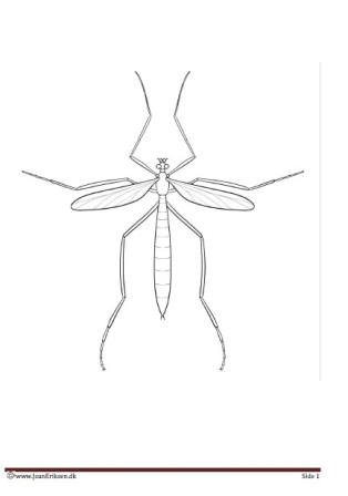 Maleside til undervisningen i temaet insekter.