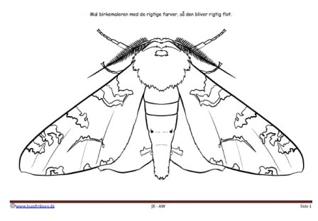 Maleside til brug i undervisningen til temaerne Insekter. Skoven.