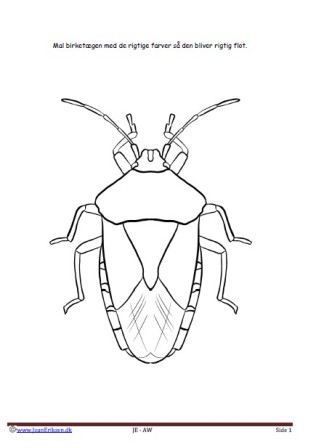Maleside til brug i undervisningen til temaerne Insekter. Skoven.