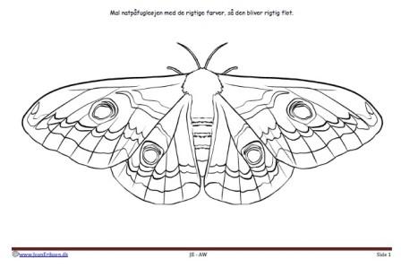 Maleside til brug i undervisningen til temaerne Insekter. Skoven.