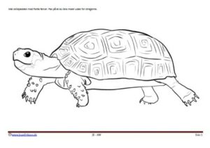 Maleside til brug i undervisningen til temaerne skildpadder, krybdyr og zoologisk have..