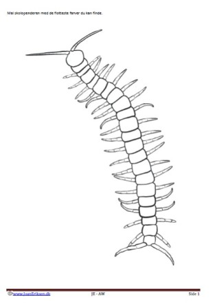 Bogmærker der kan males eller farvelægges, Undervisning i billedkunst og temaerne Krybdyr og smådyr. skolopender.