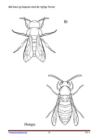 Maleside til brug i undervisningen til temaerne skoven, insekter.