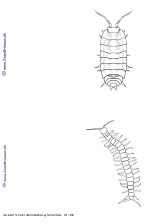 A6 kort der kan males eller farvelægges. Undervisning. Bænkebider og skolopender.