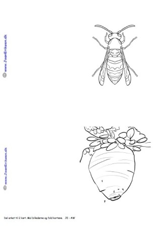A6 kort der kan males eller farvelægges. Undervisning. Hveps og hvepsebo.