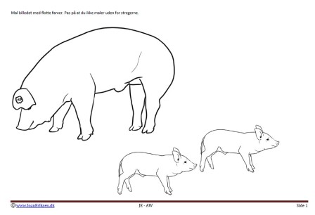 Maleside med grise til undervisning i temaerne landbrug og pattedyr.