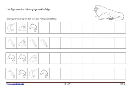 Matematik undervisning i mønster og rækkefølge. Hvalros i havet, Grønland.