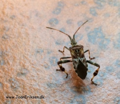 Skrivløs ark. Børnestavning, Indskoling, mellemtrin, Faglitteratur. Insekter, Fyrretæge,