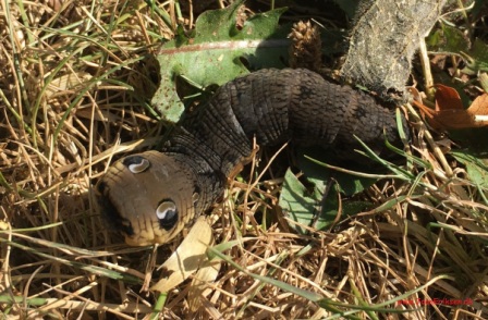 Skrivløs ark. Børnestavning, Indskoling, mellemtrin, Faglitteratur. Insekter, Dueurtssværmer larve,