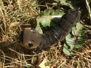 Skrivløs ark. Børnestavning, Indskoling, mellemtrin, Faglitteratur. Insekter, Dueurtssværmer larve,