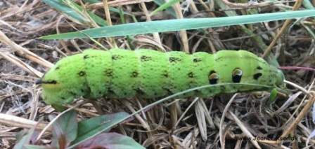 Skrivløs ark. Børnestavning, Indskoling, mellemtrin, Faglitteratur. Insekter, Dueurtssværmer larve,