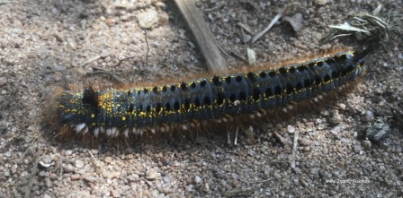 Skrivløs ark. Børnestavning, Indskoling, mellemtrin, Faglitteratur. Insekter, Græsspinder larve,