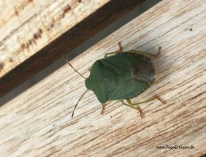 Skrivløs ark. Børnestavning, Indskoling, mellemtrin, Faglitteratur. Insekter, Bredtæge,