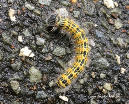 Skrivløs ark. Børnestavning, Indskoling, mellemtrin, Faglitteratur. Insekter, Larve,