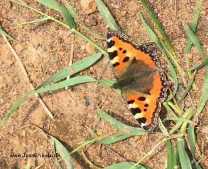 Skrivløs ark. Børnestavning, Indskoling, mellemtrin, Faglitteratur. Insekter, Sommerfugl,