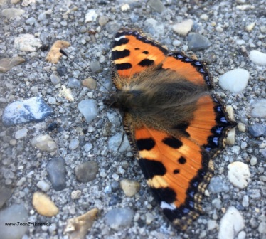 Skrivløs ark. Børnestavning, Indskoling, mellemtrin, Faglitteratur. Insekter, Sommerfugl,