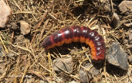 Skrivløs ark. Børnestavning, Indskoling, mellemtrin, Faglitteratur. Insekter, Larve,