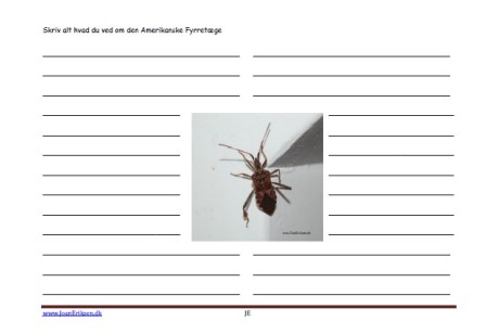 Skrivløs ark. Børnestavning, Indskoling, mellemtrin, Faglitteratur. Insekter, Tæge