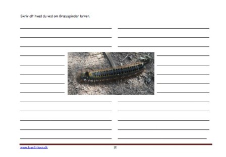 Skrivløs ark. Børnestavning, Indskoling, mellemtrin, Faglitteratur. Insekter, Larve,