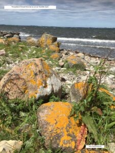 Bolund halvø og strandeng. undervisningsmaterialer til udflugter og lejrskoler.