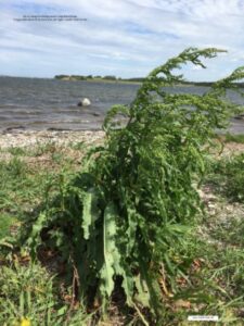 Bolund halvø og strandeng. undervisningsmaterialer til udflugter og lejrskoler.