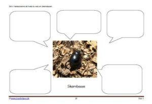 Skriveark til faglitteratur elevopgaver til undervisningen. Skoven, Insekter