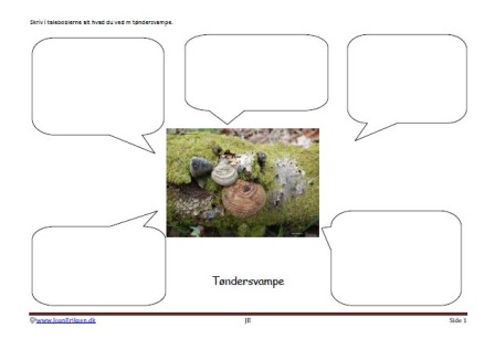 Skriveark til faglitteratur elevopgaver til undervisningen. Svampe og Skoven