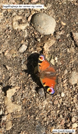 Undervisningsmaterialer til temaet insekter og sommerfugle,