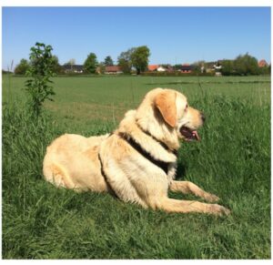 Skriveark til undervisningen i indskolingen og mellemtrinnet. Skriv om hunden Møffes oplevelser.