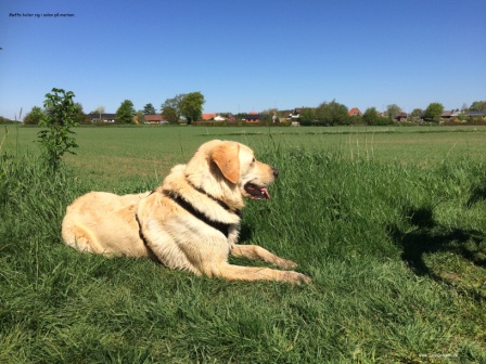 Skriveark med hunden Møffe til undervisning i skrivning og forfatteropgaver