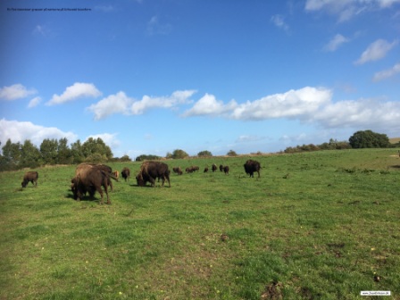 Ditlevdals Bisonfarm Udflugter og lejrskoler.