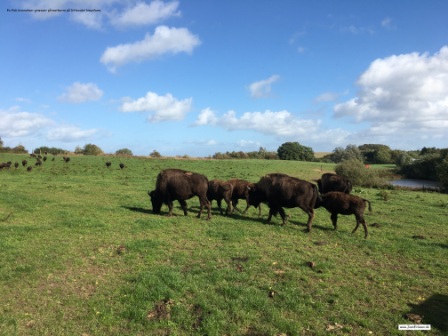 Ditlevdals Bisonfarm Udflugter og lejrskoler.