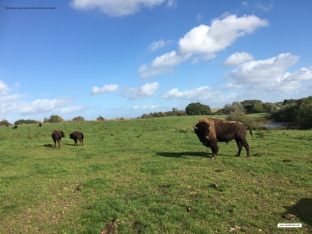 Ditlevdals Bisonfarm Udflugter og lejrskoler.