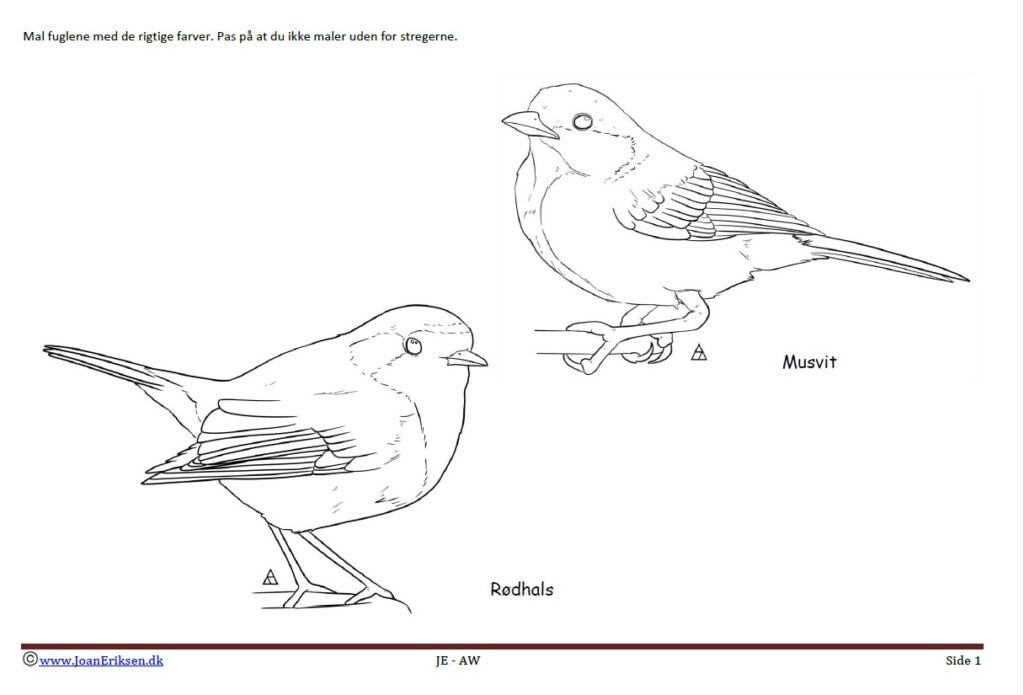 Maleside med rødhals og musvit til undervisning i temaet Fugle.
