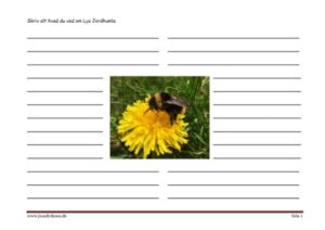 Skriv alt hvad du ved om Lys jordhumle. Skriveark til faglitteratur., Insekter